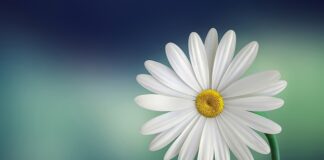 Jak się robi biała zupę?