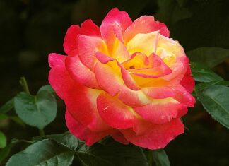 Co w podziękowaniu dla rodziców?