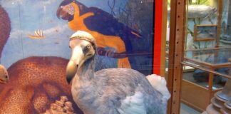 Jakim zwierzętom grozi wyginięcie?