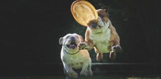 Jak się gra we frisbee?