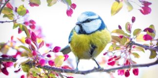 Jaki ser żółty do tostów?