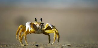 Ile kosztuje Krab do akwarium?