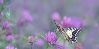 Co robi silny skrzydłowy?