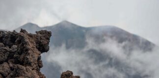 Jak nauczyć psa łapania frisbee?