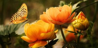 Czy jest zwierzę na literę U?