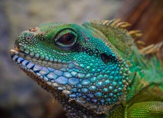 Jaka jaszczurka nie gryzie?