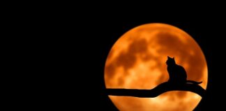 Jakie zabawki zrobić dla kota?