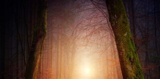 Kto strzelił najwięcej goli w historii piłki nożnej?