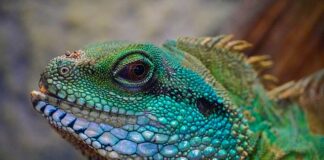 Czy jaszczurki jedzą mięso?