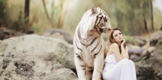 Czy w Polsce można mieć tygrysa?