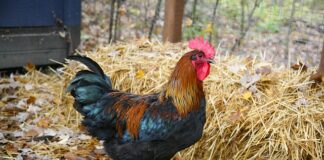 Kiedy jest faul w koszykówce?