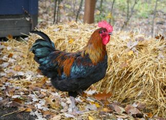 Kiedy jest faul w koszykówce?