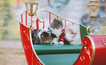 Czy swetry można Zapakować Próżniowo?