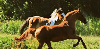 Czy w koszykówce można nabić nogę?