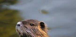 Jakie trociny dla gryzoni?