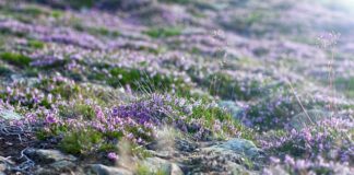 Czy Śnieżka jest zdrowa?