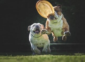 Czy frisbee wraca? Czy frisbee wraca?