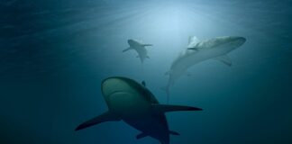 Jak się nazywa mały rekin?
