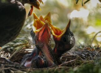 O której godzinie można karmić królika?