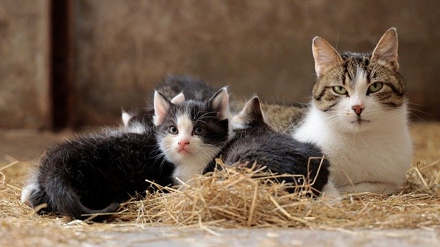 cat-family-5074959_640 Karma mokra dla kota